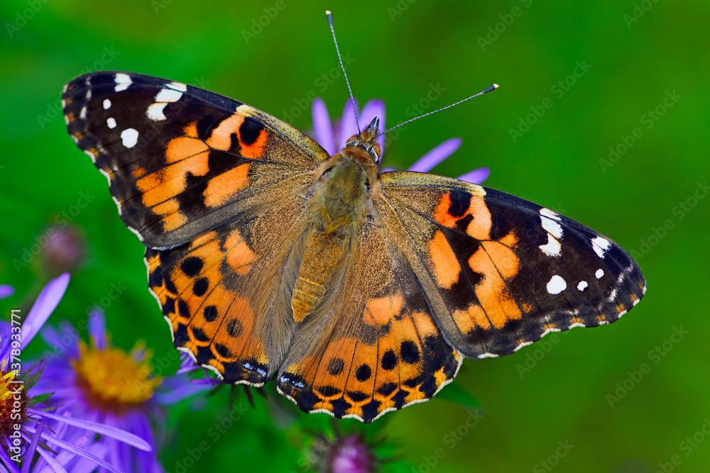 A Painted Lady Butterfly sets on an Aster - Ontario