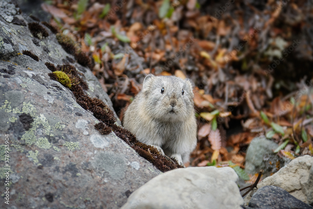 Northern pika (Ochotona hyperborea). A small animal in the tundra looks curiously and cautiously from behind the rocks. Wildlife of the Arctic and polar region. Nature of Chukotka and Siberia. Russia.