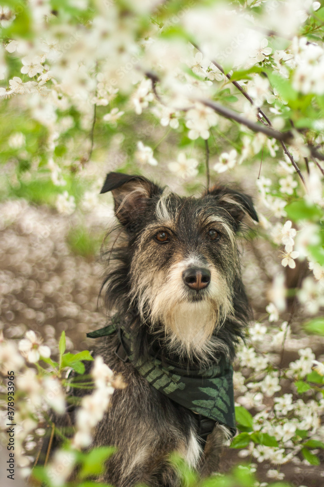 happy mixbreed dog with the spring flowers happy mixbreed dog with the spring flowers