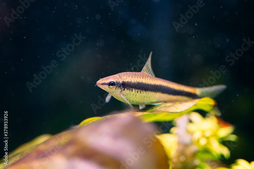 Siamese Algae Eater in Freshwater Aquarium.