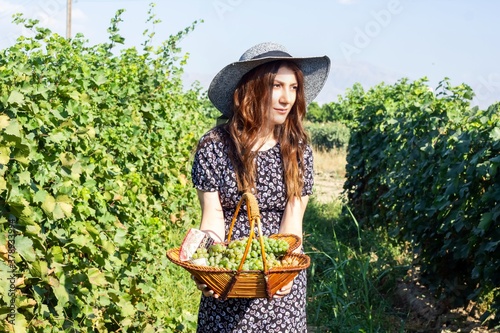 pretty young woman picking grapes in vineyard