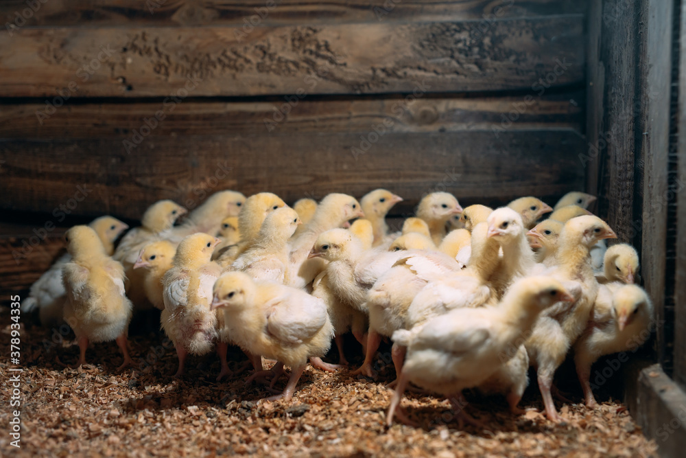 Broiler Chicken Chicks at the poultry farm. Stock Photo Adobe Stock