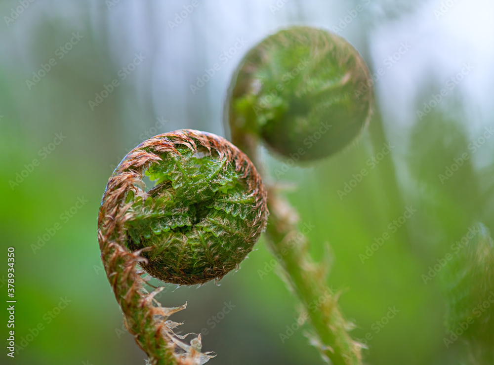 A fern sprout in a spring forest.