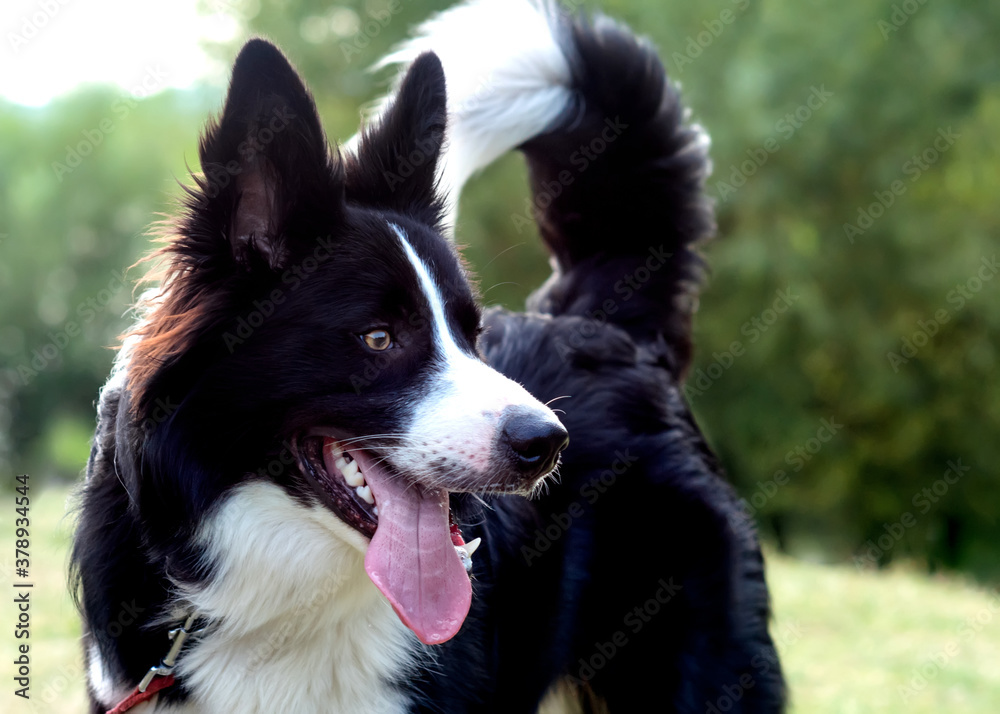 Black and white collie playing on the grass