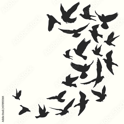 Birds silhouette vector background