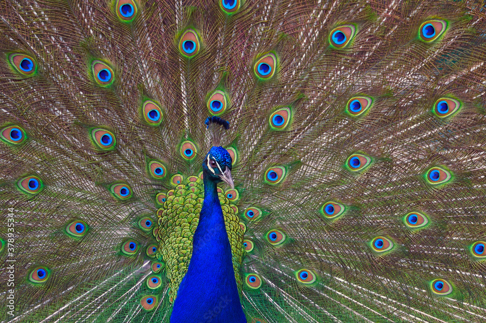 Obraz premium a male Indian Peafowl displays its tail feathers
