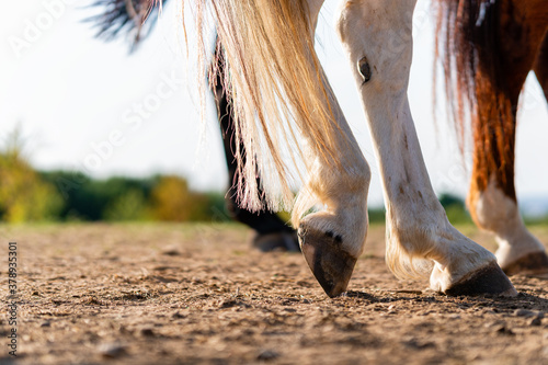 Close-up of a horse's hind legs and hooves in resting position on a horse pasture (paddock) at sunset. Typical leg position for horses. Concepts of rest, relaxation and well-being. Copy space.