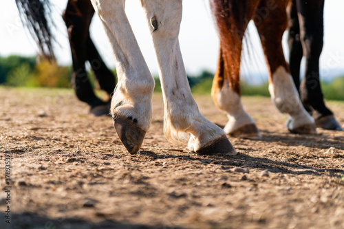 Obraz na plátně Close-up of a horse's hind legs and hooves in resting position on a horse pasture (paddock) at sunset