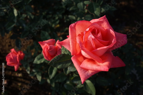 Pink Flower of Rose  Montparnasse  in Full Bloom 