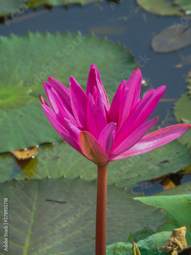 
the colorful flowers in Vietnam