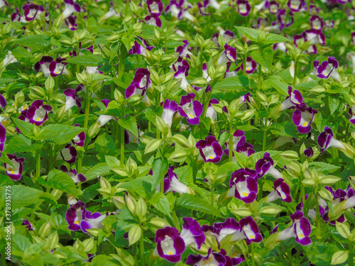 
the colorful flowers in Vietnam