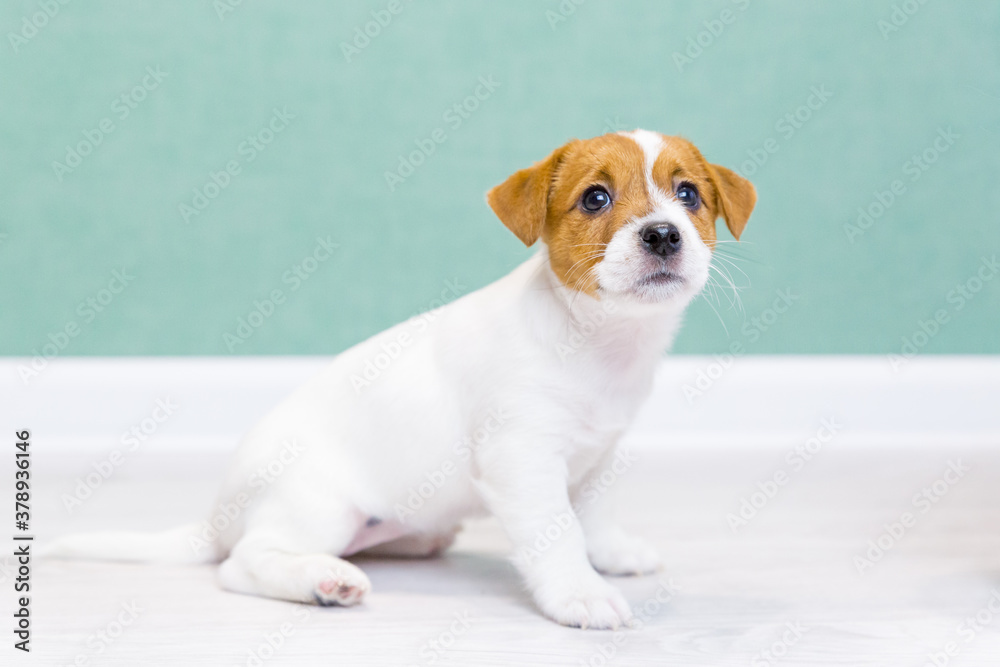 A beautiful white puppy of Jack Russell Terrier sits, looking up, against the background of a green wall. Dog training. A beautiful white puppy of Jack Russell Terrier sits, looking up, against the background of a green wall. Dog training.