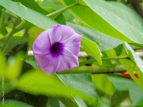 
the colorful flowers in Vietnam