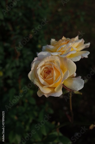 Yellow blend Flower of Rose 'Moonsprite' in Full Bloom
