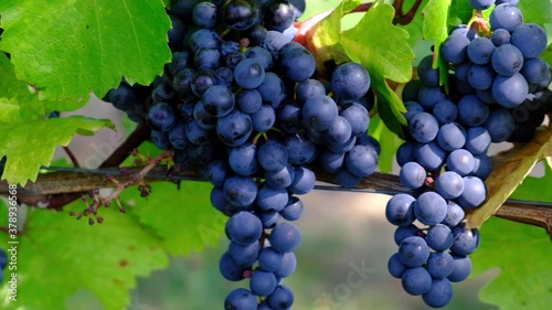 Wallpaper Mural blue merlot grapes in green vineyard Torontodigital.ca