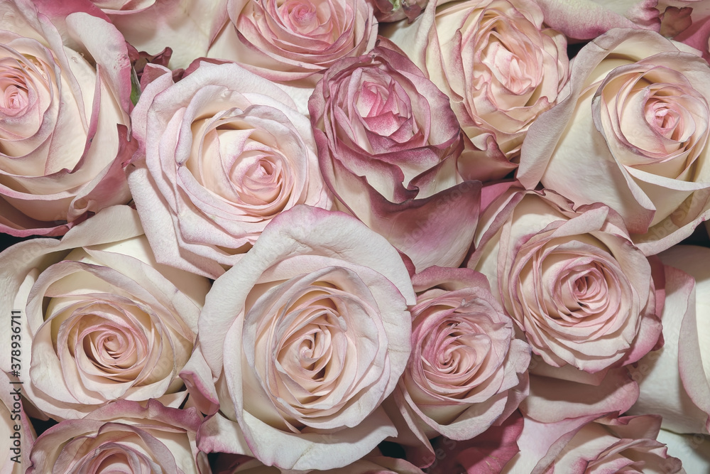 Background of beautiful flowers. Сlose up. Background of beautiful flowers. Сlose up.