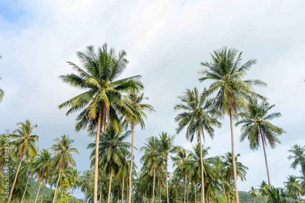 palm grove. Palm trees in the tropical jungle. Symbol of the tropics and warmth