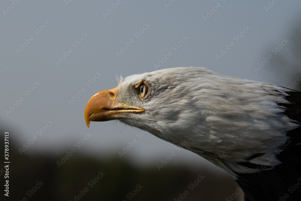 Bald Eagle, Haliaeetus leucocephalus, head shot staring intently to left. Concept of keeping alert ensuring justice prevails Bald Eagle, Haliaeetus leucocephalus, head shot staring intently to left. Concept of keeping alert ensuring justice prevails