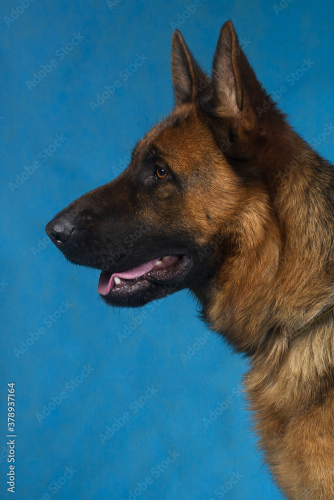 german shepherd portrait