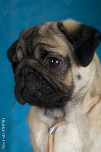 close-up portrait of a pug dog on a blue background