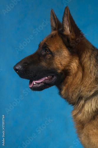 german shepherd portrait