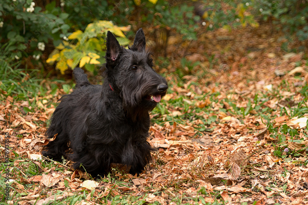 black Scottish Terrier in the summer in nature in the Park black Scottish Terrier in the summer in nature in the Park