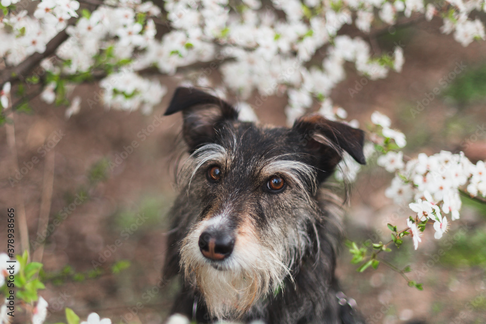 happy mixbreed dog with the spring flowers