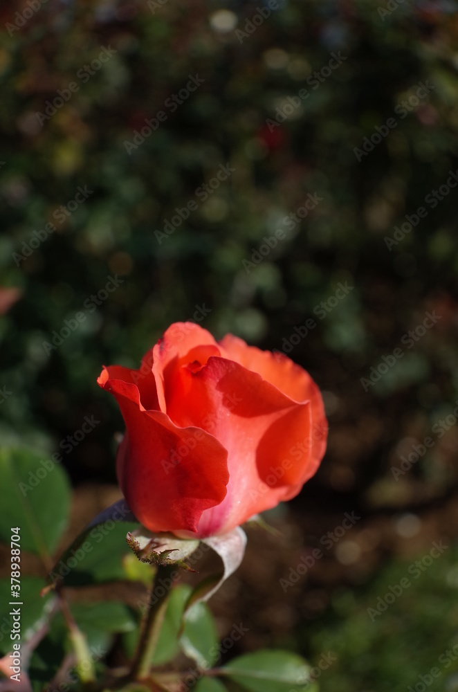 Orange Flower of Rose 'New Ave Maria' in Full Bloom
Orange Flower of Rose 'New Ave Maria' in Full Bloom