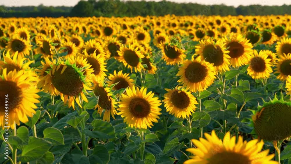 sunflower - bright field with yellow flowers, beautiful summer landscape in sunset