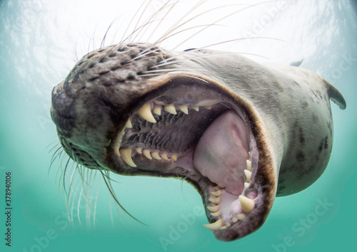 Εκτύπωση καμβά Grey Seal Close Encounter