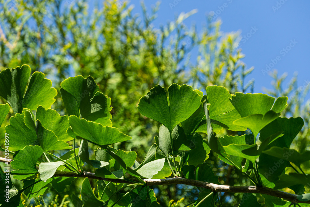 Ginkgo tree (Ginkgo biloba) or gingko with brightly green leaves against background of blurry foliage. Selective close-up. Fresh wallpaper nature concept. Place for your text Ginkgo tree (Ginkgo biloba) or gingko with brightly green leaves against background of blurry foliage. Selective close-up. Fresh wallpaper nature concept. Place for your text