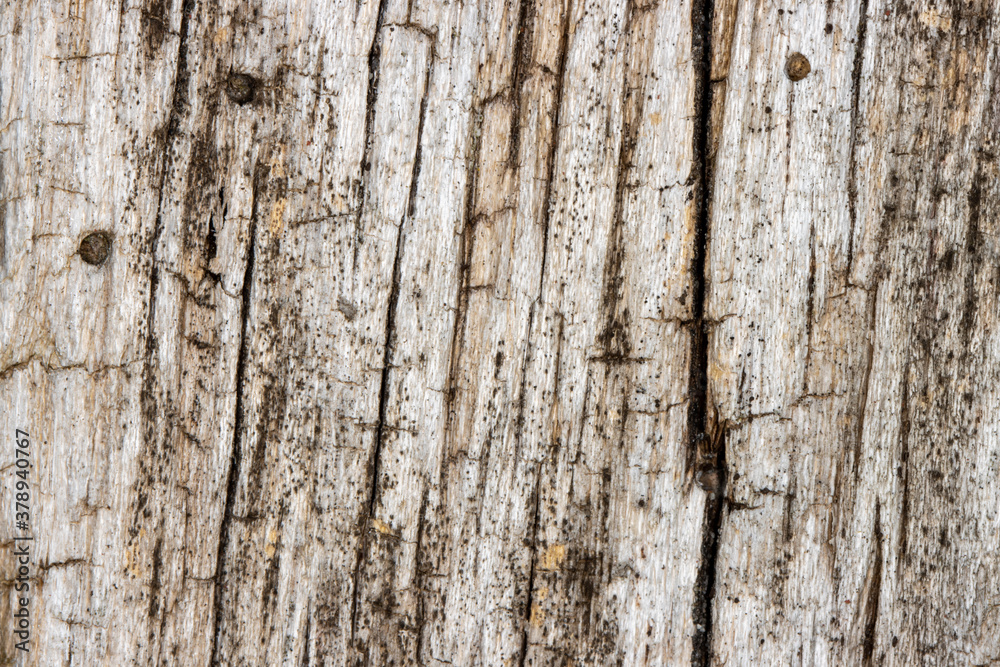 Weathered hardwood textured background Weathered hardwood textured background