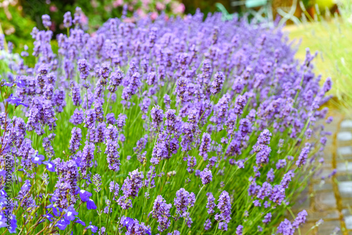 Wild flowers and lavender growing outdoors in a garden flower bed