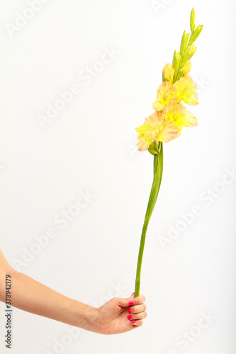 Female hand holds single yellow gladiolus flower on white background, congratulatory concept, selective focus