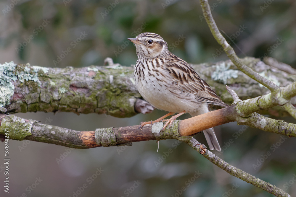 Woodlark (Lullula arborea) resting on a branch Woodlark (Lullula arborea) resting on a branch