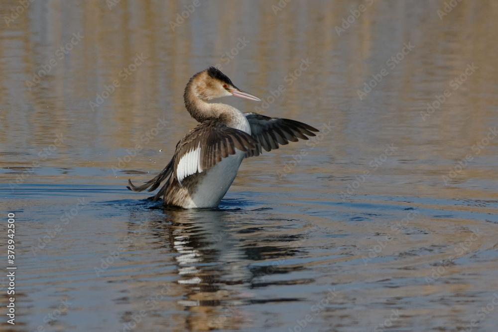 Great Crested Grebe (Podiceps cristatus) flapping its wings Great Crested Grebe (Podiceps cristatus) flapping its wings