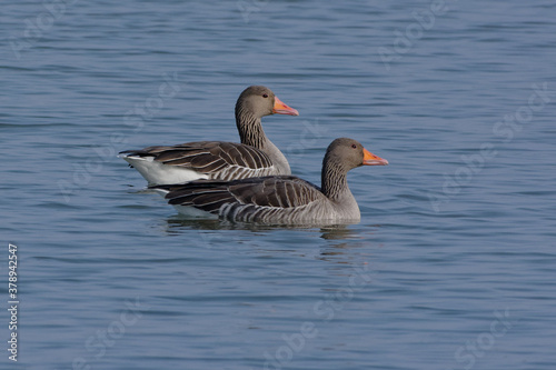 Greylag Geese (Anser anser) swimming on the water