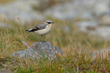 Northern Wheatear (Oenanthe oenanthe) resting on a rock