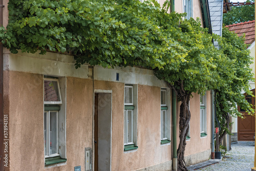 Alte Weinrebe an einer Hauswand in Traismauer photo