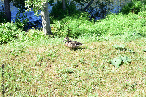 Duck female mallard walks along the shore 
