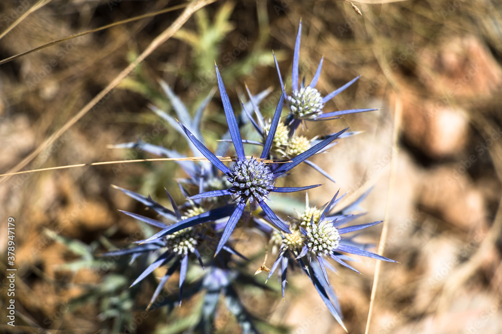Fioletowa natura