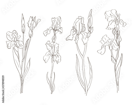 Iris flowers hand-drawn in vector format. Black and white line drawing