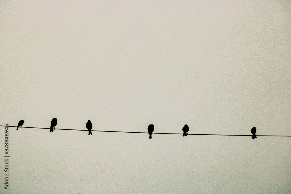 birds on wires