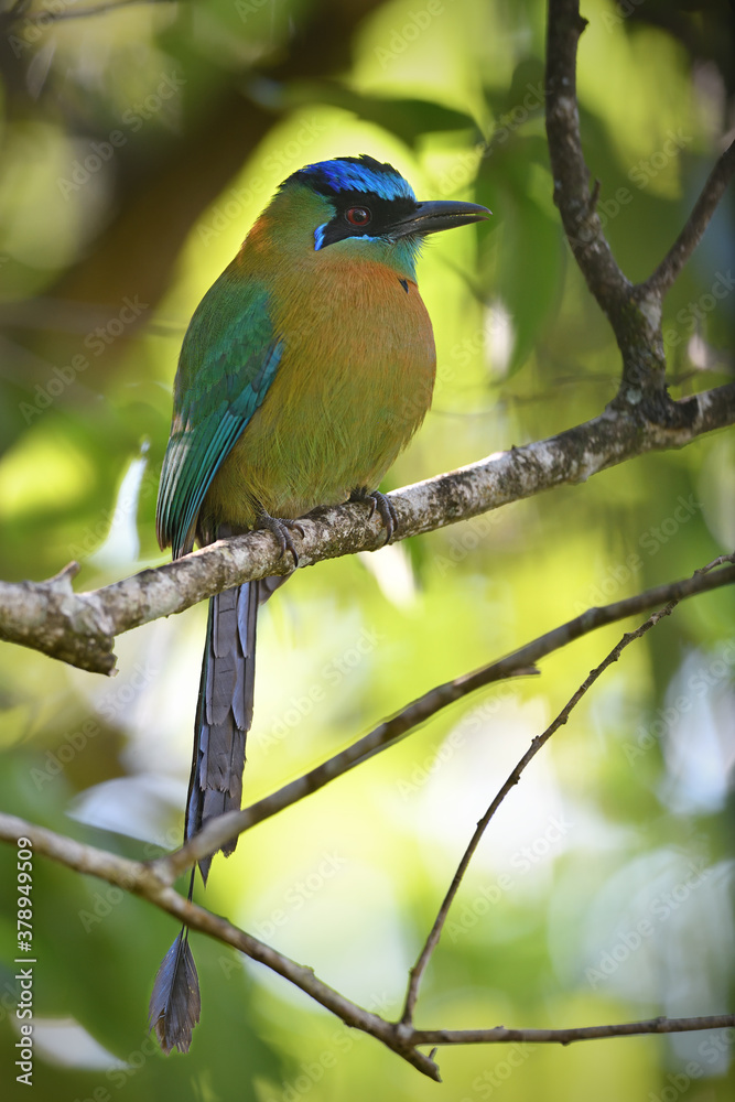 Blue-crowned Motmot perched on branch Blue-crowned Motmot perched on branch
