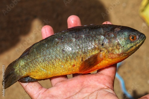 Fototapeta Naklejka Na Ścianę i Meble -  anabas perch fish in hand  anabas fish culture in india Fish farming in biofloc unit in india