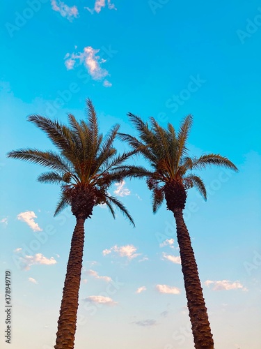 palm tree on the beach