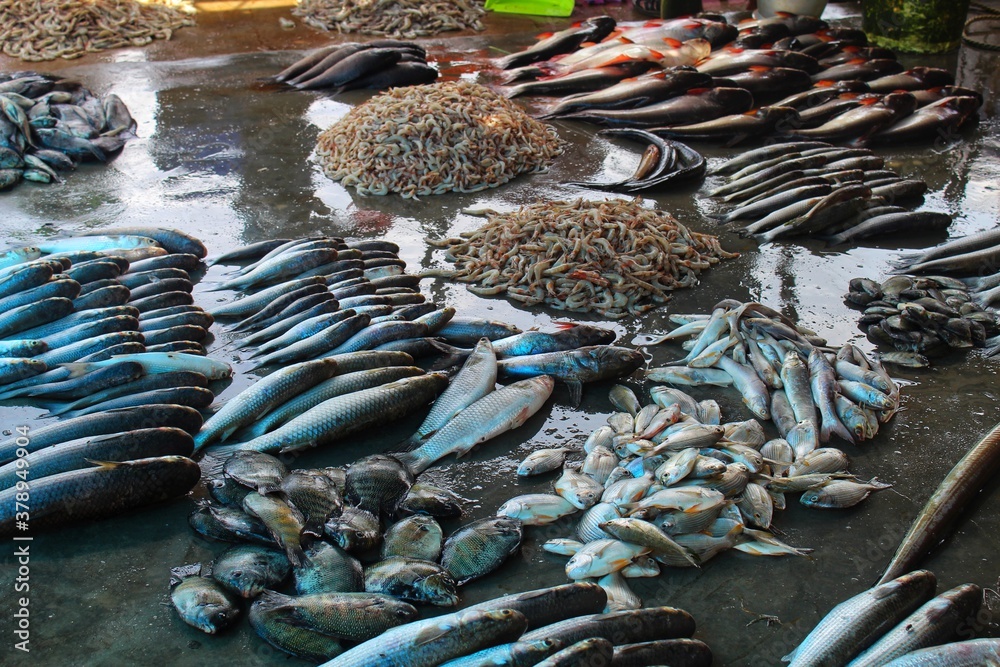 fresh fish sale in Asian fish market fish harvesting and selling in india