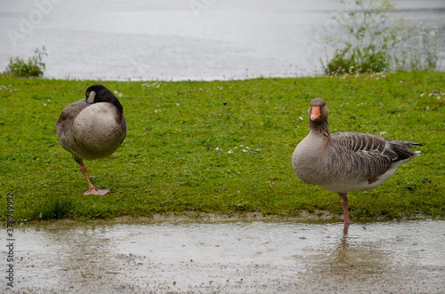 Birds in the park of the Nymphenburg Palace in clear day. Munich. Bavaria. Germany photo