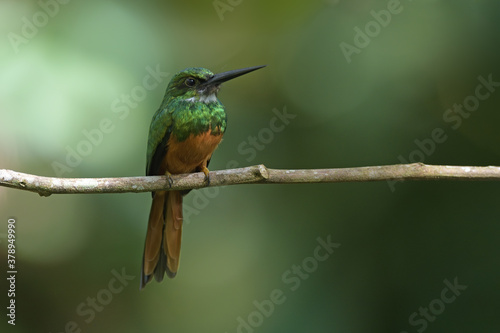 Rufous-tailed jacamar perched on branch