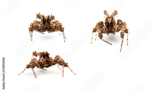 portia fimbriata isolated on white background.